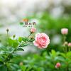 泸西金马花枝俏鲜花到家