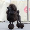 一诺宠物美容培训