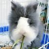 皮蛋是只调皮兔🐰