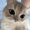 脱脂牛奶