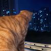 主任是只大橘猫