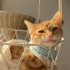 4只猫