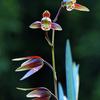 山城自然花艺（兰花基地）