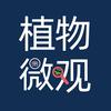 植物微观