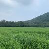 Linyan