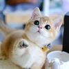 妙喵屋猫咖·狗咖（万象城店）