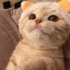 桥边的猫咪
