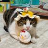 闲猫哈哈哈