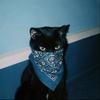 大橘狸花猫