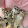 兜仙福是猪咪🐷🐱