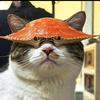 火锅（养猫版）
