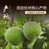 平定橘乡橘红