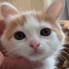刘海是只小猫咪