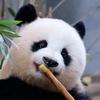切看熊猫🐼