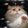 依吱手工喵🐈