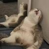 猫梦梦