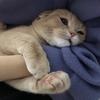 一条猪排