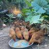 散养走地鸡(阳西)