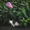 特立独行的猫