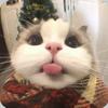 蝴蝶刃