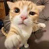 没有猫饼