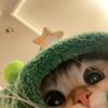 小猫妙妙妙