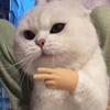 甜的不正经🐱