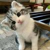糖豆养猫猫