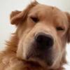 土狗