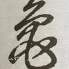 山哥爱养龟