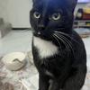 世上再无流浪猫