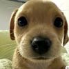 犬系时光