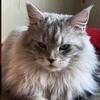 猫猫公主👸