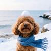 石榴是只🐶（关必回）