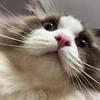 77🐈
