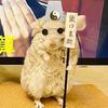 玄学鼠鼠（三角洲版）