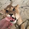 弹力猫