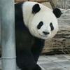 北动胖哒🐼