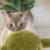 猫猫大王