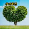 枫树影视