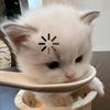 豆汁