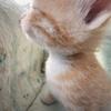 我的猫呢