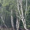 冠桦