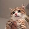 猛懵萌虎丸子