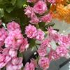 小川.长寿花