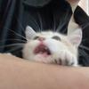 猪猪小野王