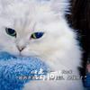 被猫逼疯的铲屎官（