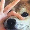 欢快的