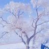 听风意雪