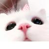 奶茶小猫🐱